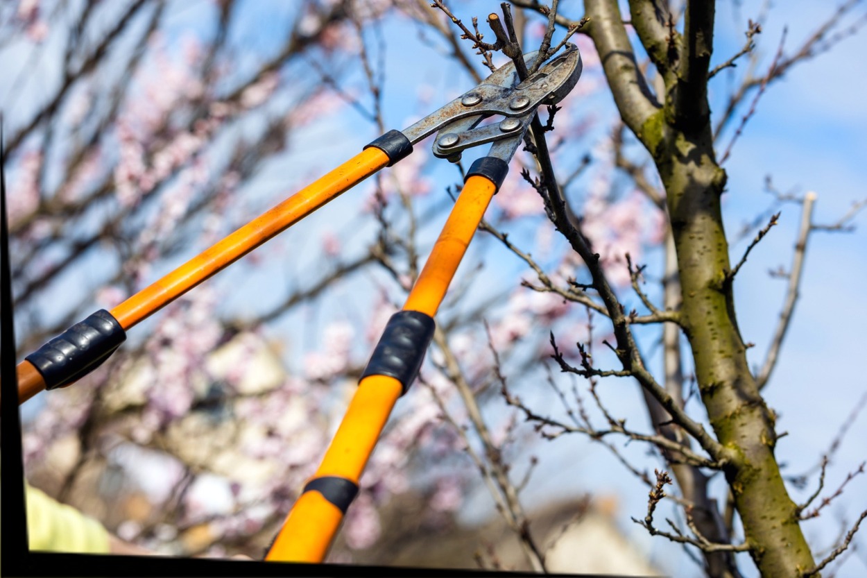 Tree & Shrub Pruning Services in Newtown, CT Tree & Shrub Pruning Services in Newtown, CT
