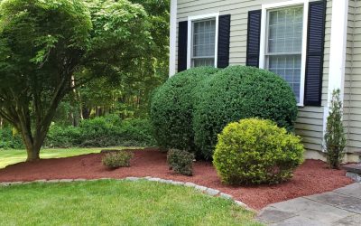 Tree & Shrub Planting Services in Newtown, CT